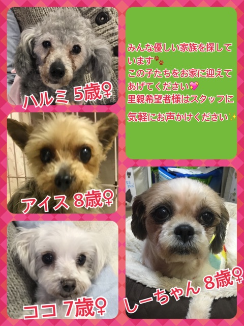 🐾今日の里親募集中のワンコキャスト🐶【天神橋カフェ☕】